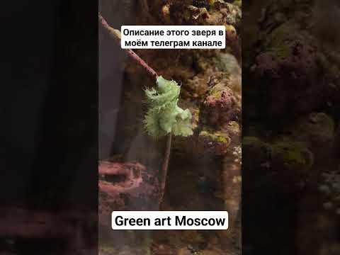 Видео: Подпишитесь на мой телеграм канал Green art Moscow, чтобы не пропустить очередной стрим
