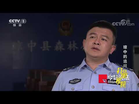 穿山甲受伤，经过救治后，人们将其放归山林！来看|打量视频