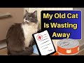 What to feed an older cat that is losing weight