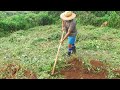 PREPARANDO PASTO PARA CRIAR GADO, PLANTANDO CAPIM