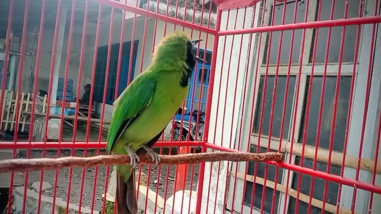 CUCAK HIJAU NEMBAK JINJING PETULAK 