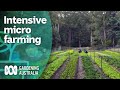 Healthy soil is key for this productive Tasmanian micro-farm | Gardening Australia