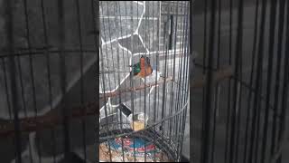 kolibri wulung gacor dorr