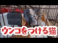 【野良猫保護】保護した子猫がぬいぐるみをウンコに押し付けます！