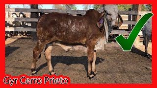 🏆 GYR LECHERO ®️ CERRO PRIETO 🏆 PARTE 3