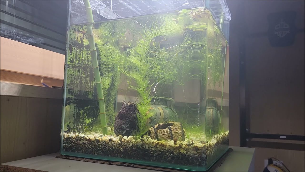 Su Değişimi Yapmayın (Akvaryumda Azot Döngüsünü)