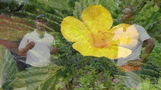 El poder curativo de nuestra flor Damiana