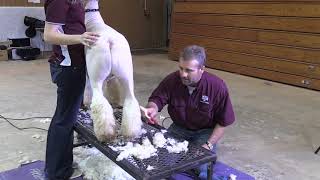 Shawn Ramsey - Managing 4H Sheep & Goat Projects - Shearing the Southdown Boots
