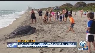 Leatherback turtle comes ashore to nest