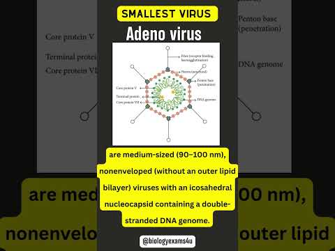 Video: Si riprodhohen viruset ssDNA?