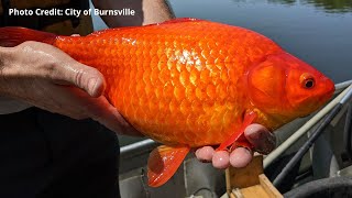 Minnesota City Gives Warning After Massive Goldfish Found in Lake
