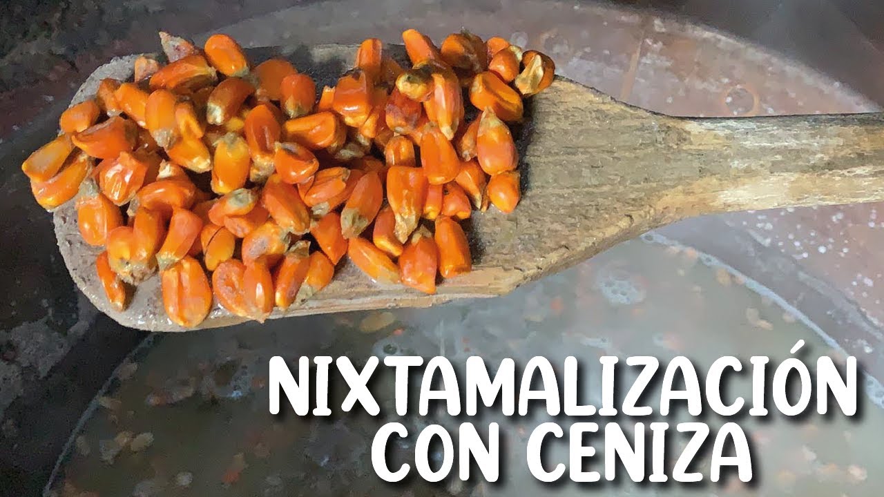 Nixtamalización del maíz con ceniza paso a paso