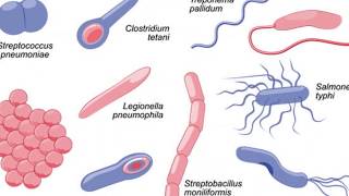 20 worst epidemic and pandemics in the world (२० विनासकारी महामारी)