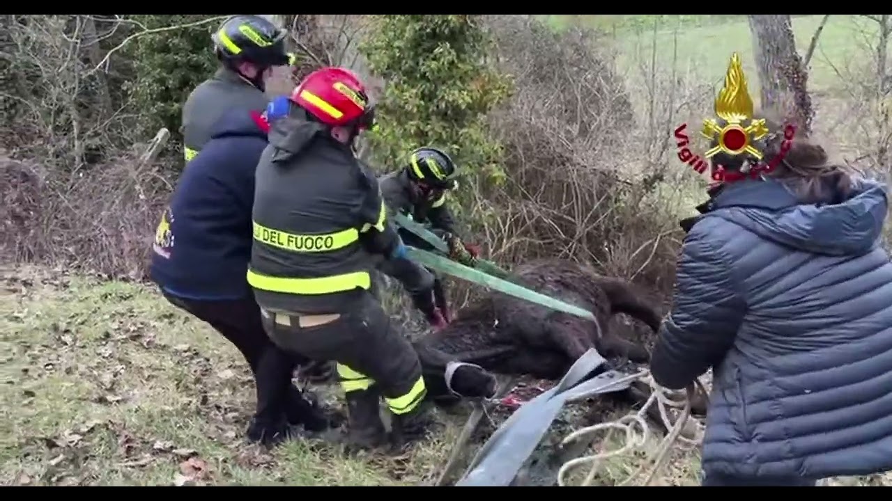 Cavalla salvata dai Vigili del Fuoco a Nocera Umbra