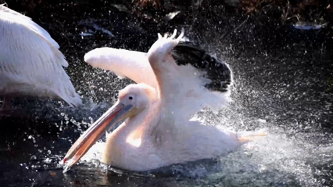 東山動植物園公式 モモイロペリカン羽繕い Youtube