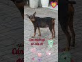 CÚN CỤT ĐUÔI MUỐN GÌ mà cứ ngó dáo dác, cái đuôi thấy thương # Tú Vân Cooking #dog #pets #animals