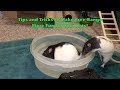 Tips and Tricks to Make Free-Range More Fun for Your Rats!