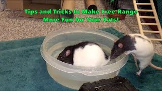 Tips and Tricks to Make FreeRange More Fun for Your Rats!