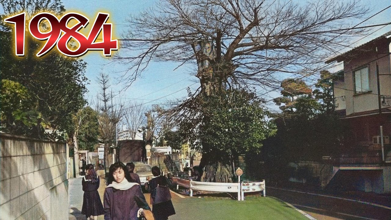 1984年　坂道の途中にあるムクノキは現在どうなっていますか？