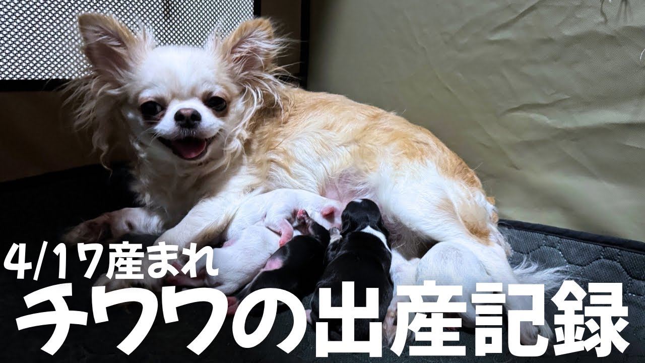 4/17に出産があった愛犬の出産前後の様子をお届けします