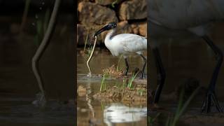 The Smart Bird Caught A Small Snake