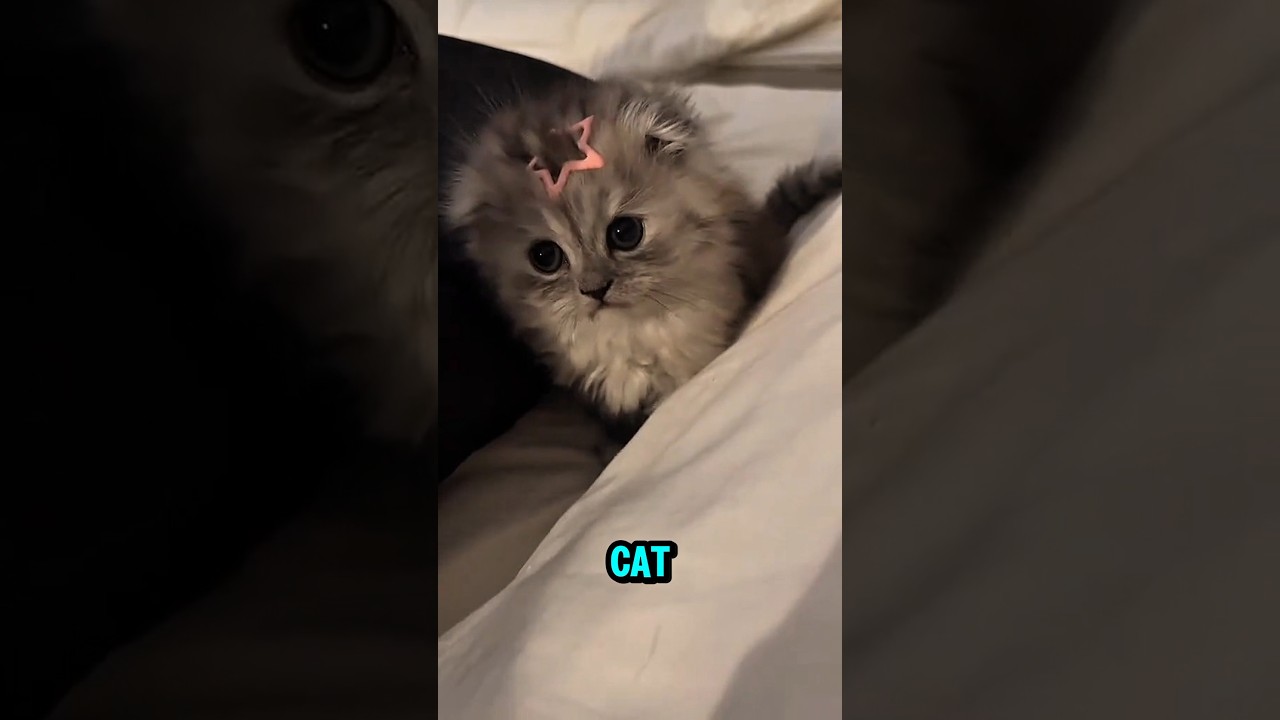 How Cats Show Love to Their Owners 💕| Real Signs of Trust and Bonding