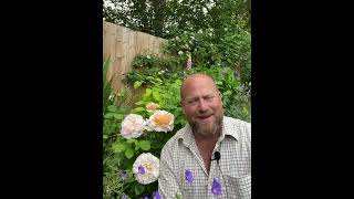 The lady gardener from @david_austin_roses #gardenerben