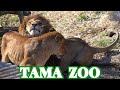 「モルト」と「イチゴ」🦁💗😸 多摩動物公園ライオン園ドキュメンタリー