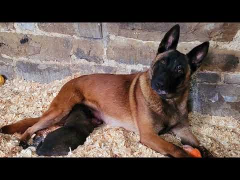 Motherly Happiness Of A Dog Mommy Dog Is Overjoyed