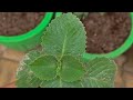 Nursery Plant लगाते समय ये गलती मत करना 😲