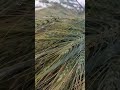 बेमौसम बारिश ने सब चौपट कर दिया ⛈️🥹😢