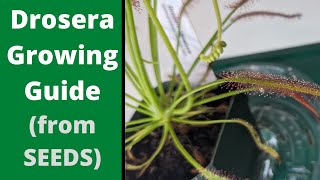 How to Grow Sundews from Seeds 🌱 - A Complete Growing and Care Guide for Beginners