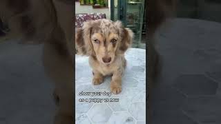 Cute And Funny Dog Videos Compilation | CUTE Dogs #Dogs 🐶🐕🥰