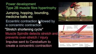 Plyometrics