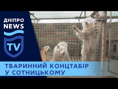 У притулку села Сотницьке знущались над тваринами