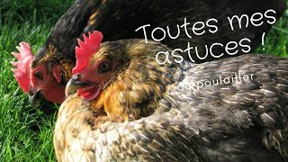 🐔 Poules : Astuces et Solutions Gratuites après 9 ans de Pratique