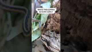 Curious little snake babies 👁️👁️ #funnyanimalvideos #reptilekeeper #gartersnake