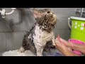 How to groom your cat properly with whitening shampoo |cat whitening shampoo | how to use cat shampo