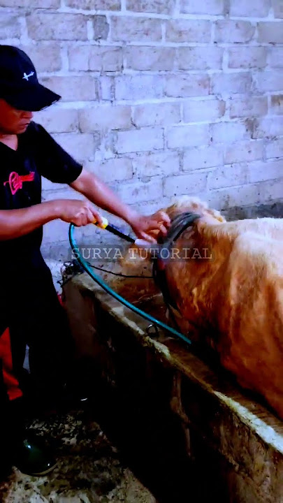 𝙨𝙞 𝙣𝙤𝙣𝙞𝙠 𝙢𝙞𝙣𝙩𝙖𝙠 𝙙𝙞 𝙠𝙧𝙖𝙢𝙖𝙨𝙞𝙣 #cow #beefcattle #livestock #fatcattle #dangdut