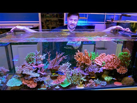 The Reef That Thrives on the Basics