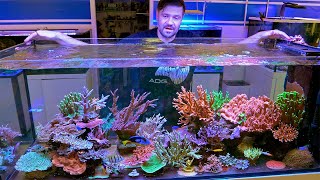 This Awesome Reef Tank Thrives On The Basics
