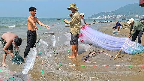 Kinh Ngạc Trước Cảnh Tượng Kéo Lưới Cá Tại Bãi Biển Vũng Tàu - Đàn Cá Nghìn Con Sa Lưới