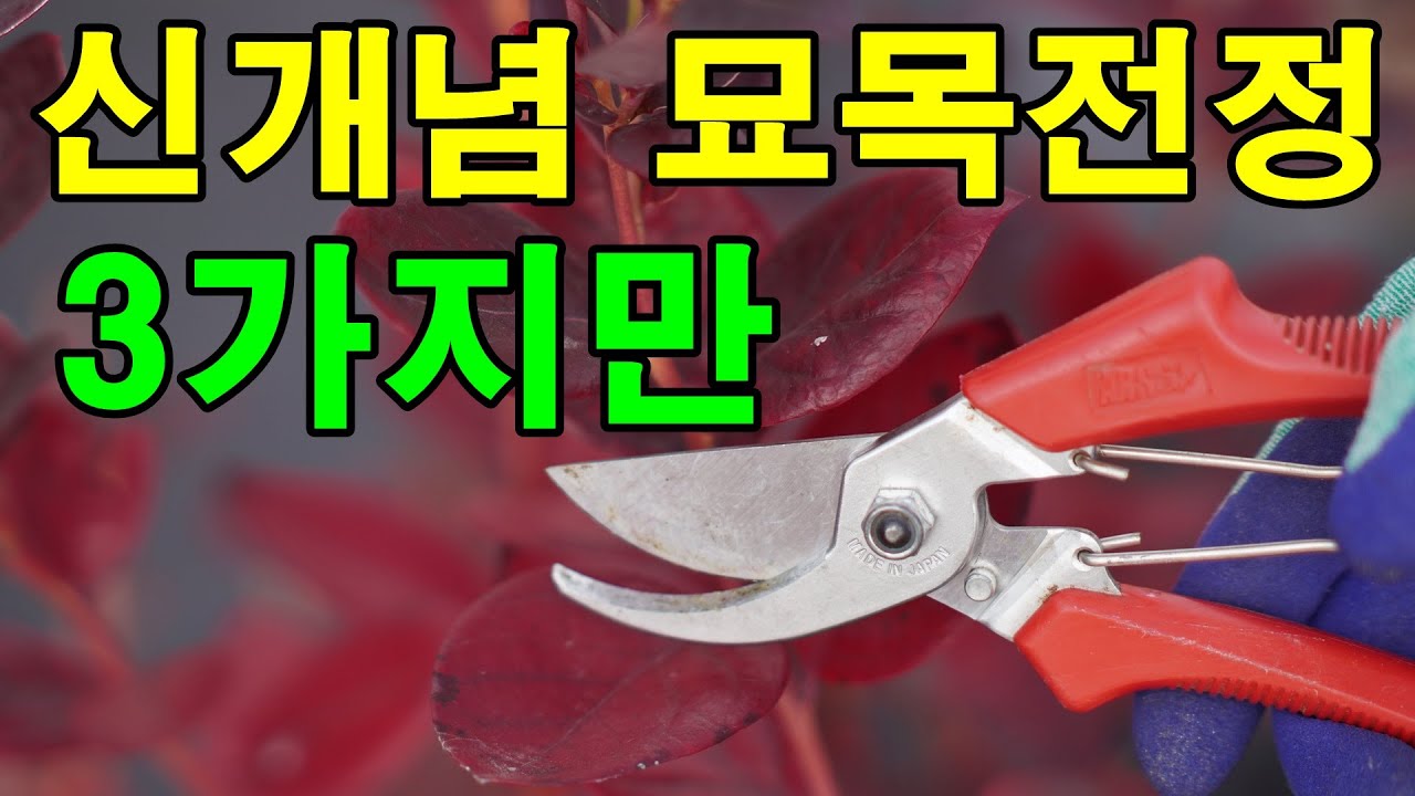 묘목전정방법, 아주쉬운전정방법,