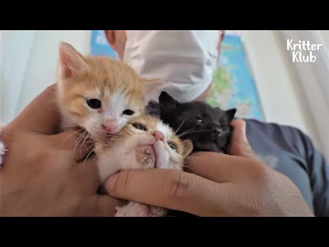 Wideo: Pokonywanie straty: Jak rodzina znalazła pokój w ich sercach dla nowego kota o imieniu Virgil