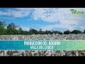 Produccion de Algodon en el Valle del Cauca- TvAgro por Juan Gonzalo Angel