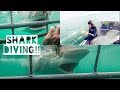 Incredible Shark cage diving, Gansbaai, Cape Town, South Africa