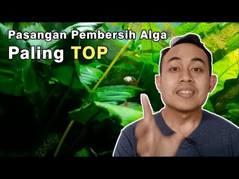 Video: Adakah gouramis memakan alga?