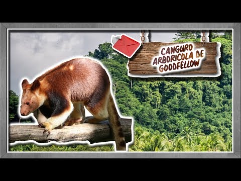Video: Vive un animale arboricolo?