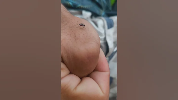 mosquito's sad story 😢 #funny #foryou #comedy #mosquito #cat #sadcomedy #memes