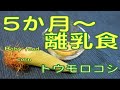 【離乳食】５か月/とうもろこし基本の作り方/初期/ごっくん期/簡単・ついでにスープ/冷凍ストックもあり！japanese baby food recipes(5mths~corn)